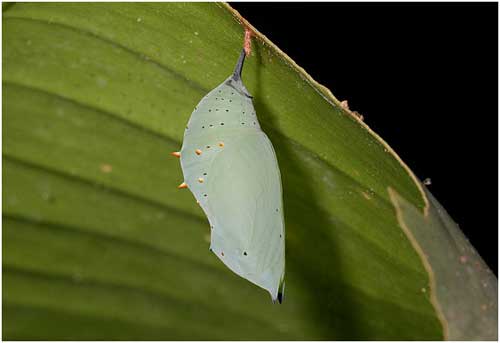 Mariposa sin alas