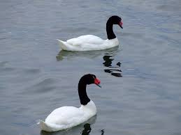 Laguna Blanca, cuello negro.