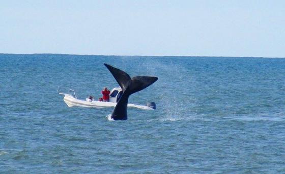 Se vieron ballenas en la costa marplatense