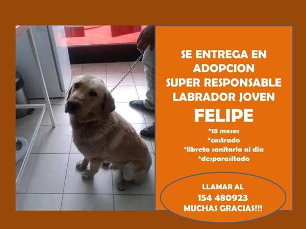 Adopcin para Felipe