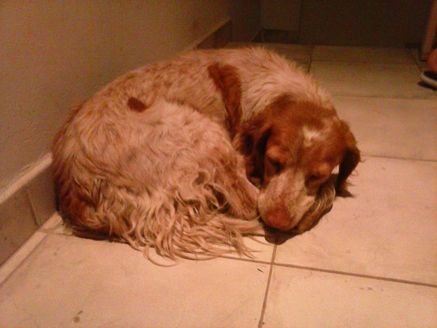 Encontraron una perrita perdida en el Parque Independencia