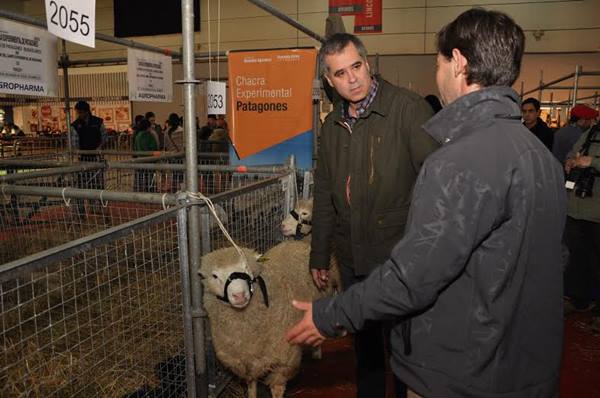 Creci la produccin ovina en la Provincia de Buenos Aires