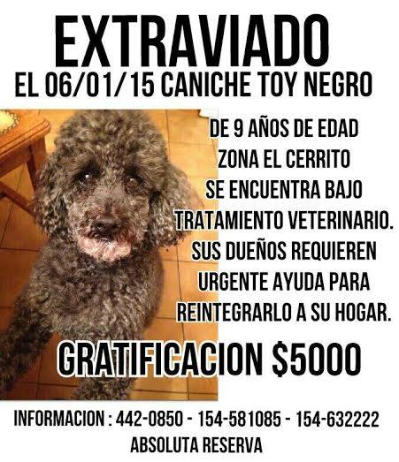 Ofrecen cuantiosa recompensa para recuperar un perro perdido