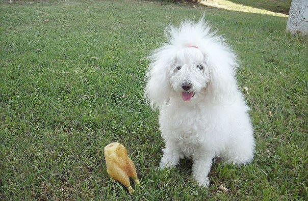 Buscan a Coqui