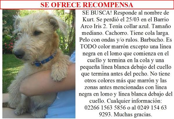 Buscan a Kurt